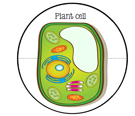 Animal and Plant Cell PowerPoint - Lavoie's Learners